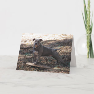 Pitbull with Skateboard Birthday Card