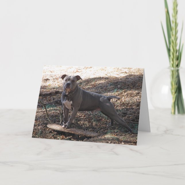 Pitbull with Skateboard Dare You Get Well Card (Front)