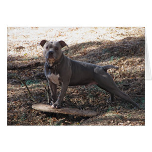Pitbull with Skateboard Hurry Back Card