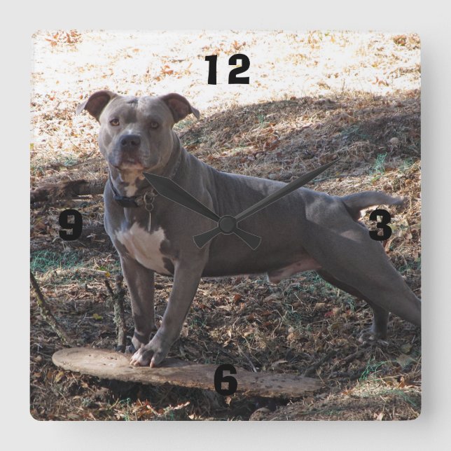 Pitbull with Skateboard Numbered Wall Clock (Front)