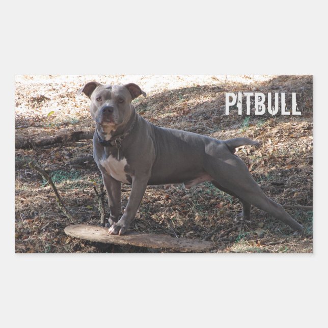 Pitbull with Skateboard Stickers (Front)