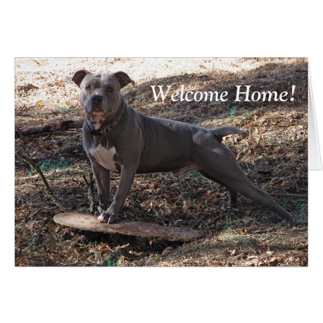 Pitbull with Skateboard Welcome Home Card (Front Horizontal)