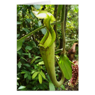 Pitcher Plant Carnivorous Plants
