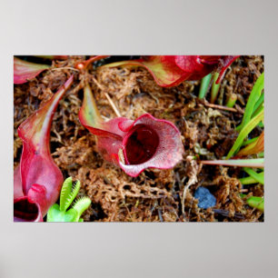 Pitcher Plant & Venus Fly Trap Poster