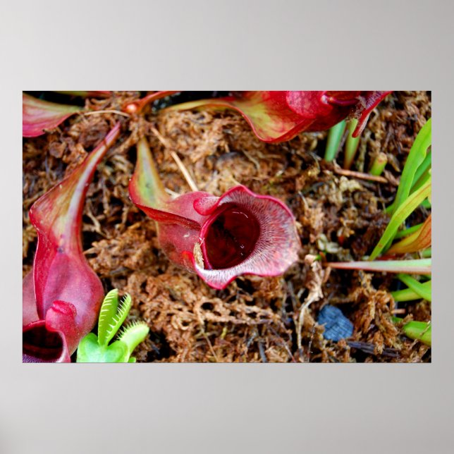 Pitcher Plant & Venus Fly Trap Poster (Front)