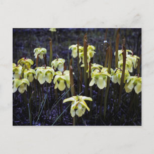 Pitcher Plants Postcard