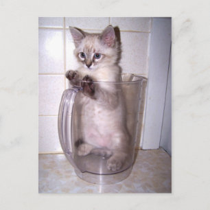 Pitcher Purrfect Postcard