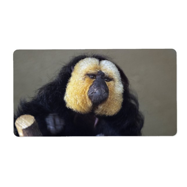 Pithecia pithecia (Front)