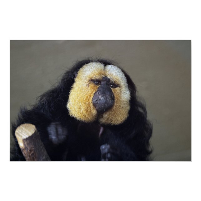 Pithecia pithecia poster (Front)