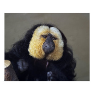 Pithecia pithecia poster