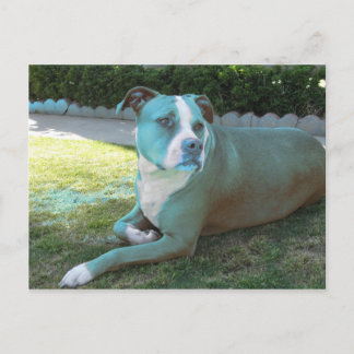 Pitty Postcard