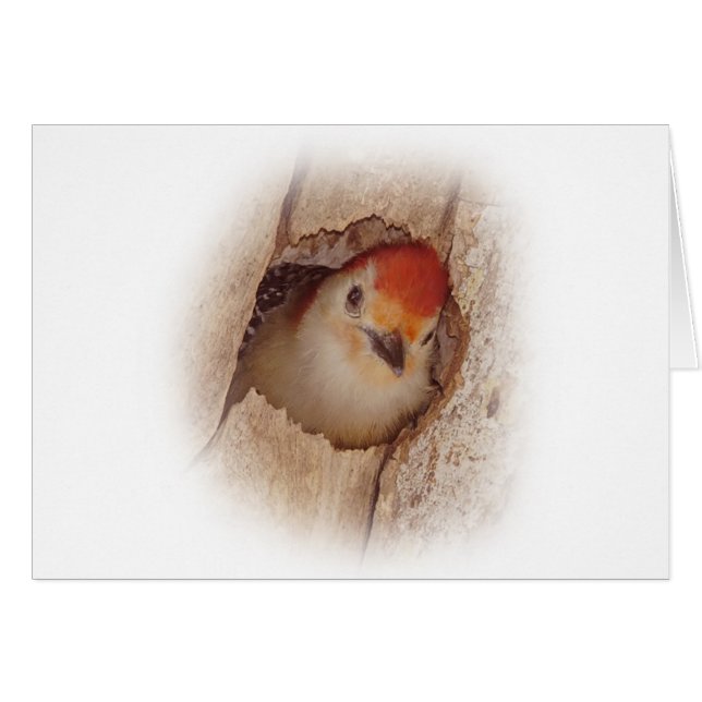 Pivert (Devant horizontal)