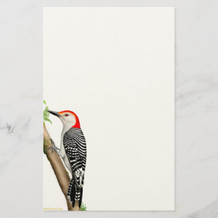 Pivert gonflé par rouge sur une papeterie de