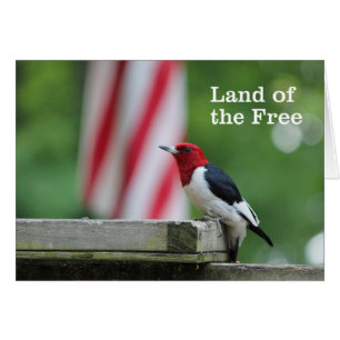 pivert Rouge-dirigé