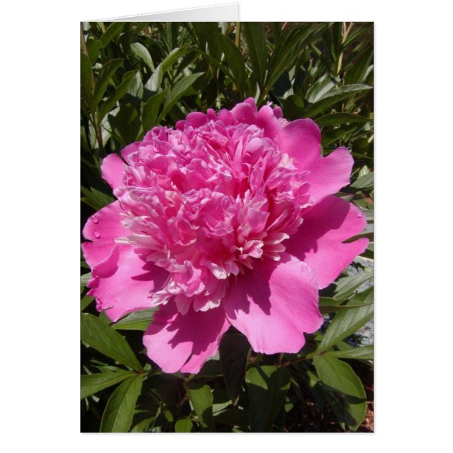 Pivoine (Devant)