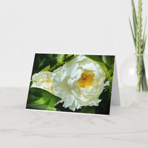 Pivoine, carte