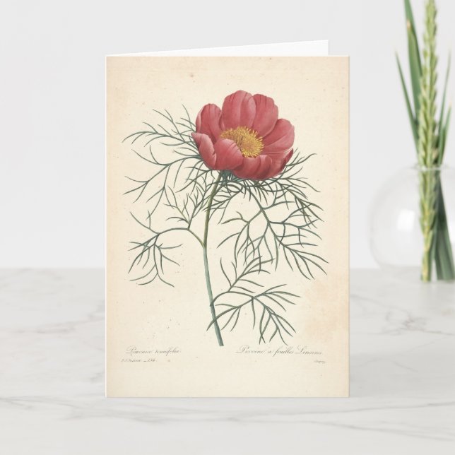 Pivoine par la carte de sympathie botanique (Devant)
