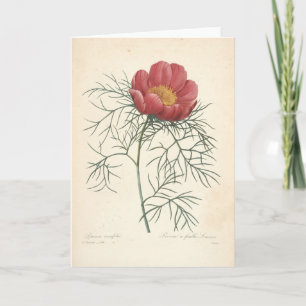 Pivoine par la carte de sympathie botanique