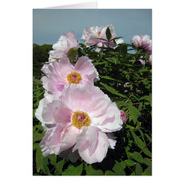 Pivoines de roses pâles (Devant)