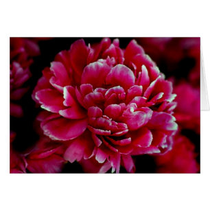 Pivoines japonaises