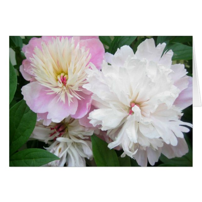 Pivoines jumelles (Devant horizontal)