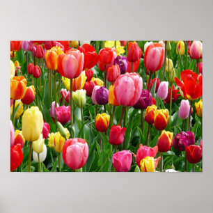 pixabay.comentulips-tulip-bed-colorful-color-52126 poster