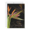 PixDezines BIRD OF PARADISE/DIY Background Colour