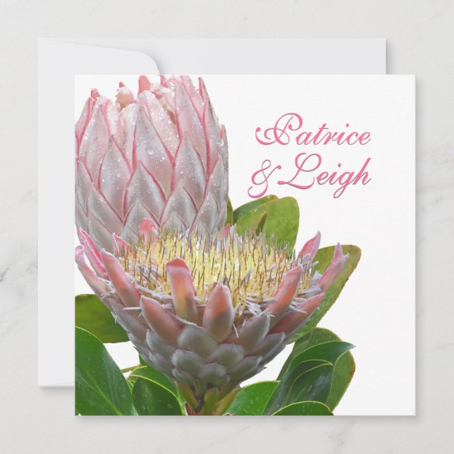 PixDezines fresh maui protea pale pink/diy Invitation (Front)