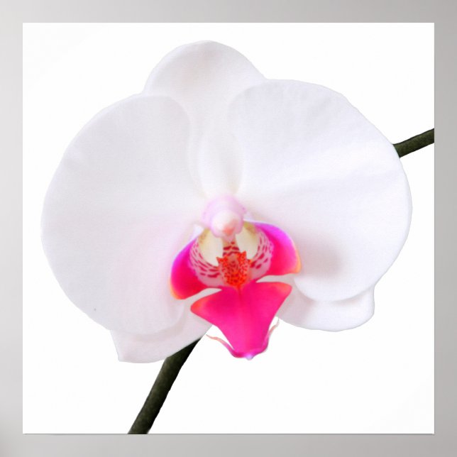 PixDezines phalaenopsis dorne/white orchid Poster (Front)
