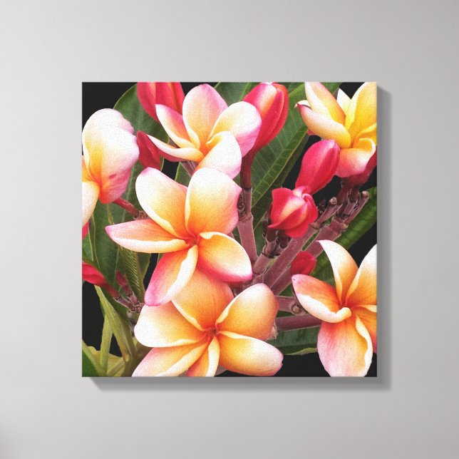 PixDezines Plumeria/Penang Peach Canvas Print (Front)