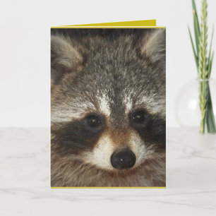 Pixie; one remarkable raccoon full of kindness. card