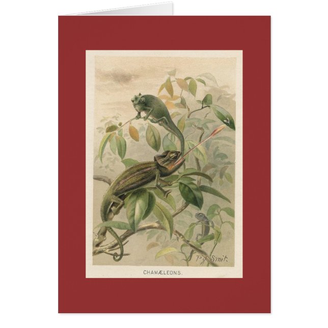 PJ Smith - caméléons (Devant)