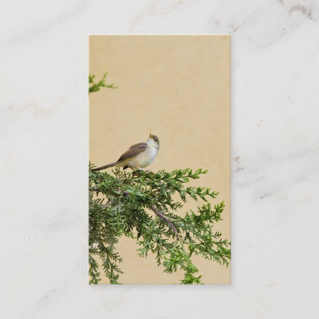Placement Carte postale de moineau (Devant)
