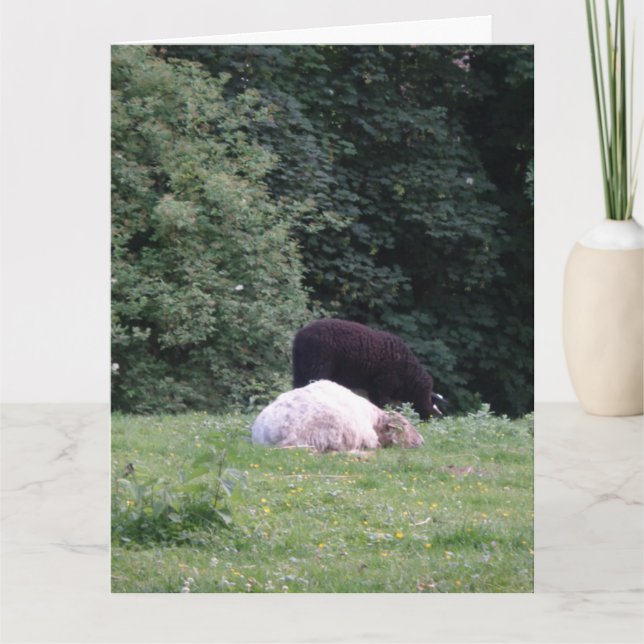 Placez le loup pour surveiller les moutons, Carte  (Devant)