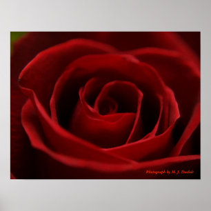 Placid Red Rose Poster