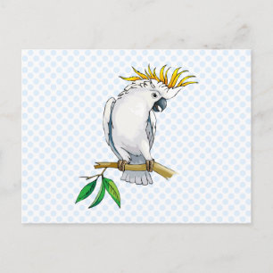 Placido Parrot Postcard