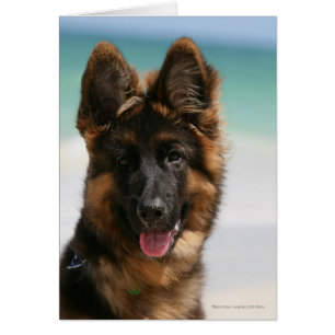 Plage aux cheveux longs de berger allemand