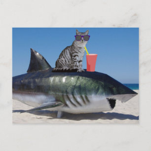 PLAGE CHAT SUR CARTE POSTALE SHARNY FUNNY