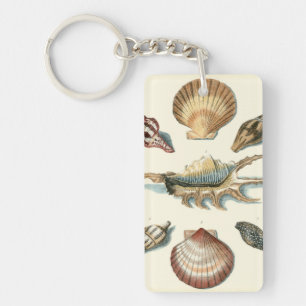 Plage de Shell soignée