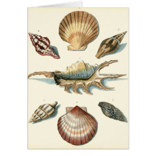 Plage de Shell soignée