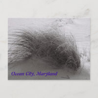 Plage Grasss Ocean City Carte postale
