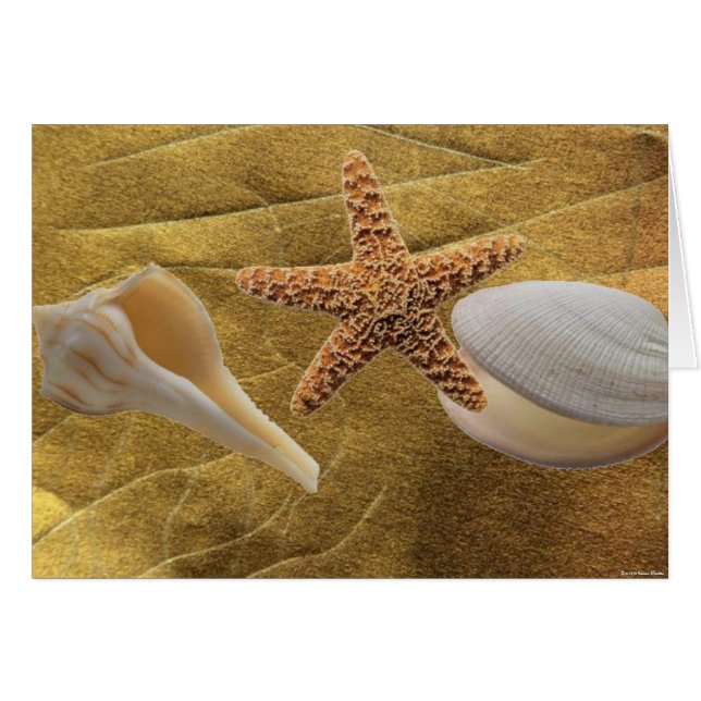 Plage - Sea Shell - Carte (Devant horizontal)