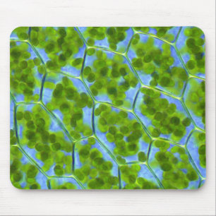 Plagiomnium Affine Plant Cells with Chloroplasts Mouse Pad