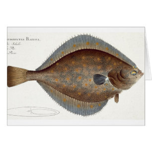 Plaice (Pleuronectes Platessa) plate XLII from 'Ic