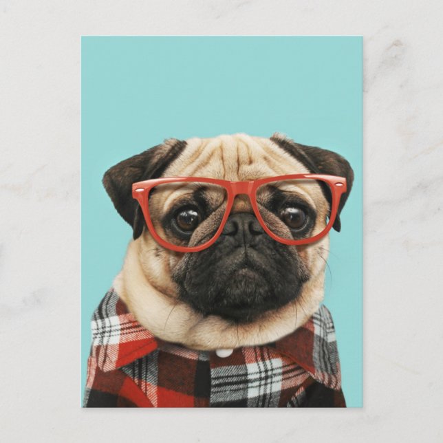 Plaid Shirt Pug Postcard (Front)