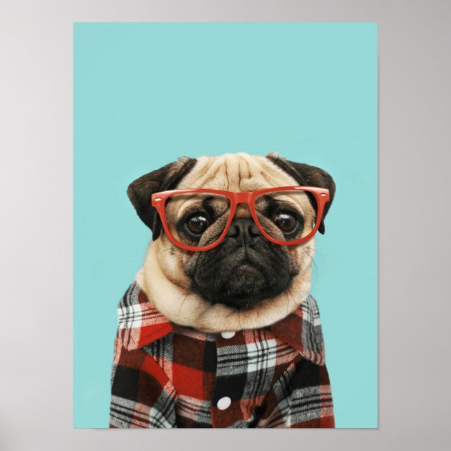 Plaid Shirt Pug Poster (Front)
