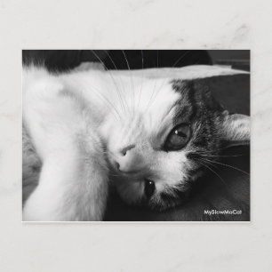 Plain Black and White Postcard