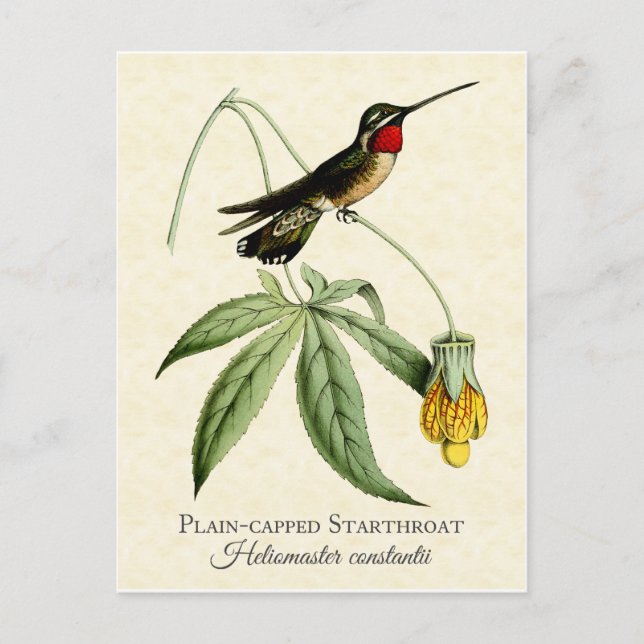 Plain Capped Starthroat Hummingbird Vintage Art Postcard (Front)