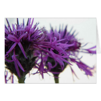 Plain Card - Thistle