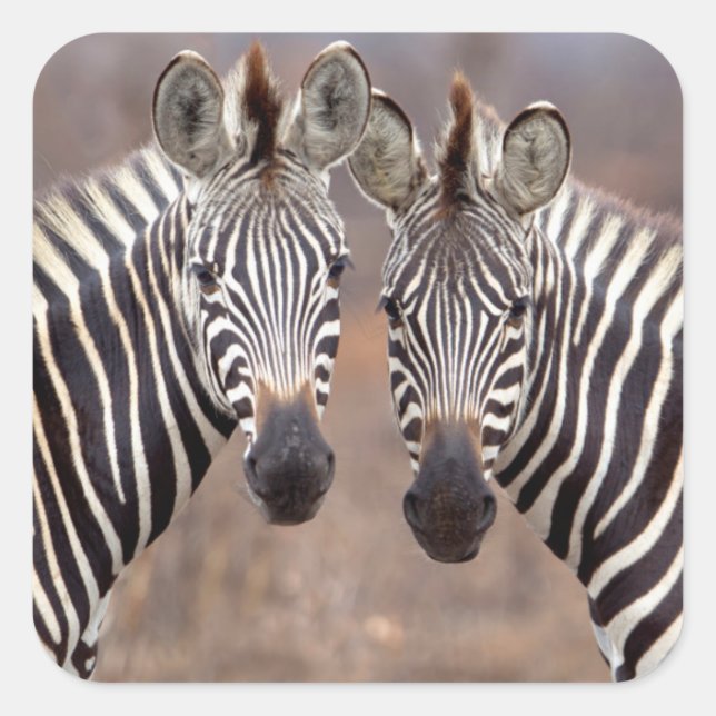 Plain Zebras, Kruger National Park Square Sticker (Front)